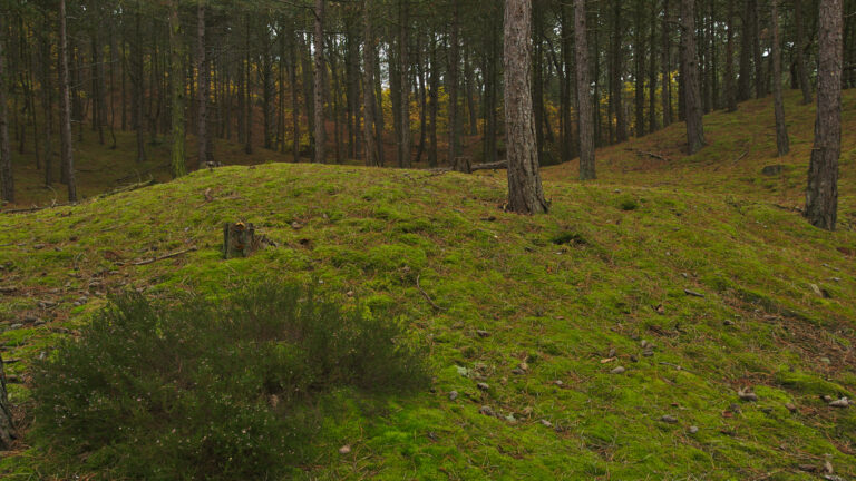 Duinstichting wil monumentenstatus voor bomen in Schoorlse Duinen die gekapt dreigen te worden