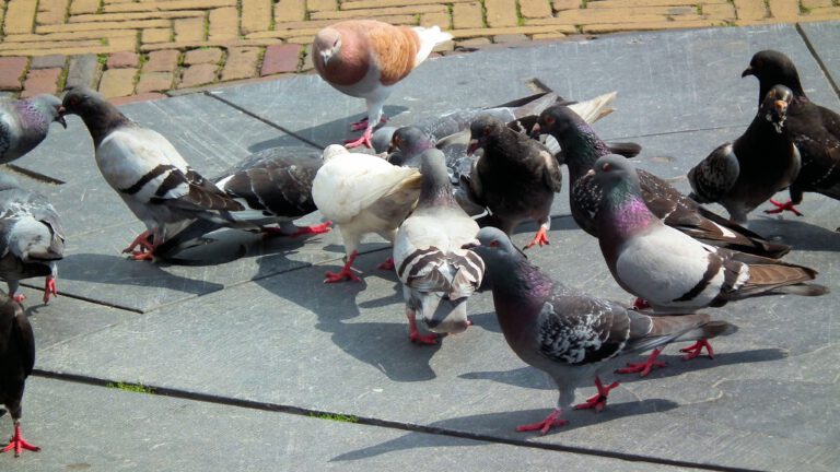 Raad van State ingezet tegen duivenpoep in Wilhelminastraat Egmond aan Zee
