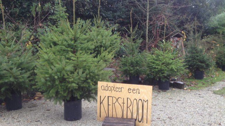 Nico van Langen uit Groet start kerstboomadoptieplan: bomen na kerst terug de grond in