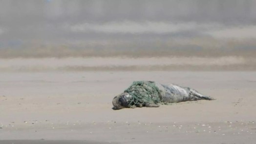 Heldhaftige docent redt zeehondje uit net, terwijl klas toekijkt vanaf strand op Texel