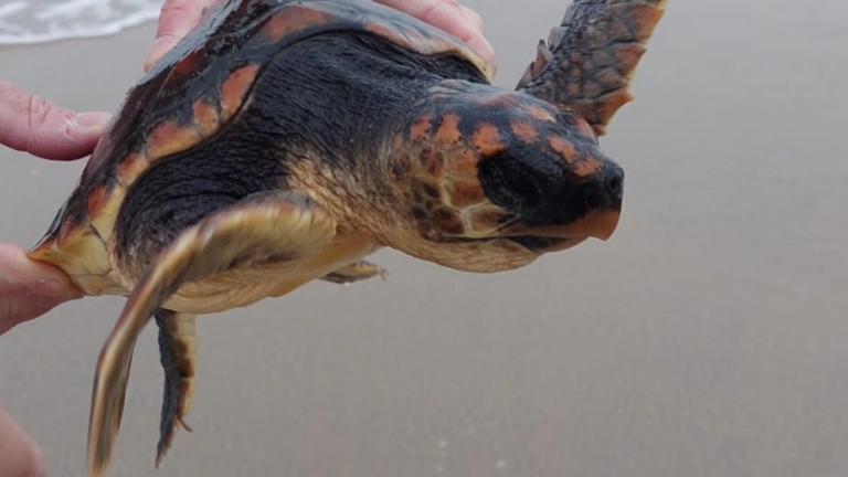 Tropische schildpad aangetroffen op strand Castricum: “Pootjes bewogen nog”